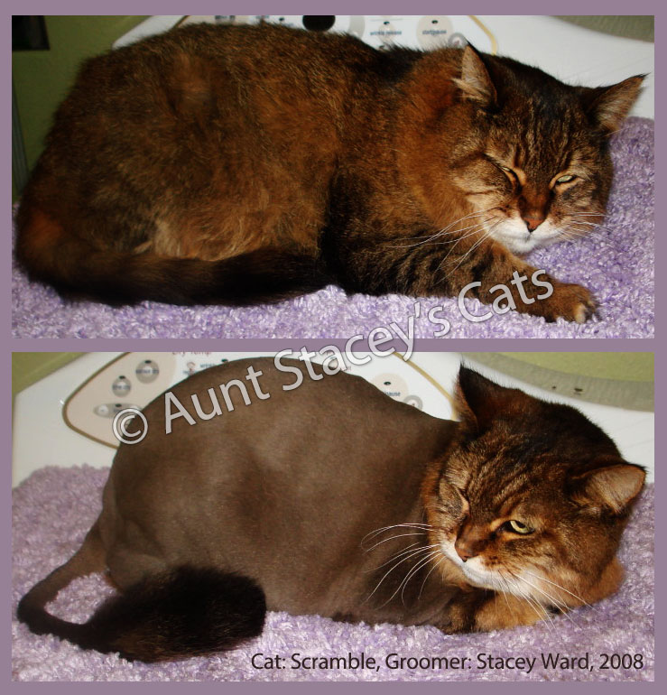 Scramble, a DLH, before and after her Lion Clip by Aunt Stacey
