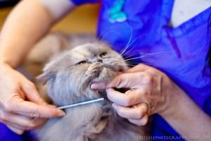 Aunt Stacey face combing Daisy, a Persian cat