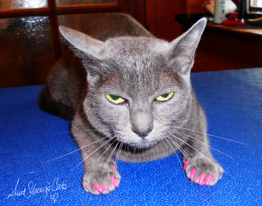 Piper wearing Soft Paws claw caps in pink